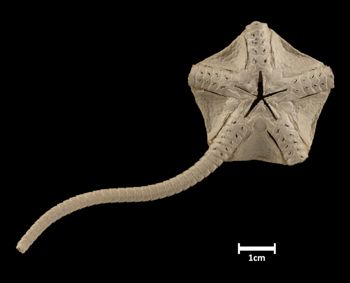 Media type: image;   Invertebrate Zoology OPH-780 Aspect: ventral